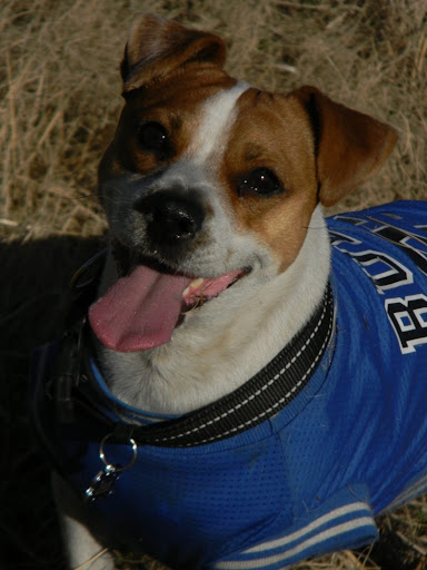 A joyful Jack Russell in a blue jersey smiling at the camera