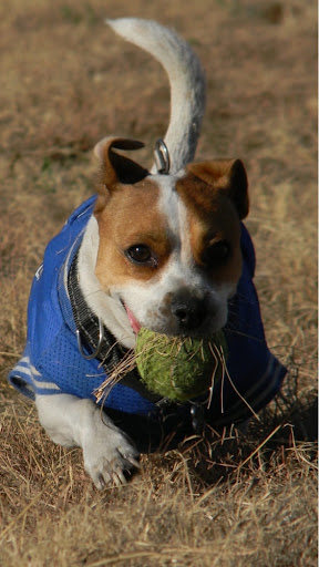 A spirited dog running through a field with a ball