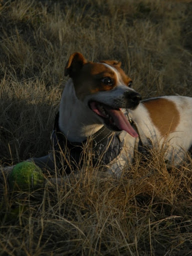 Jack Russell resting in golden sunset grass with a green ball